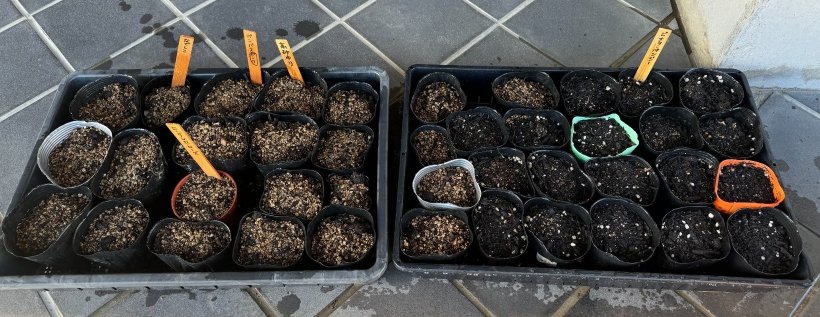 黒いコンテナに入った鉢